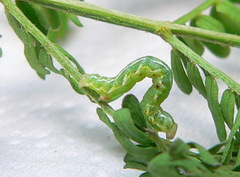 Chiasmia subcurvaria