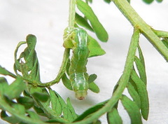 Chiasmia subcurvaria