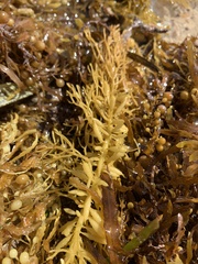 Caulocystis cephalornithos