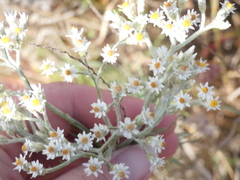 Rhodanthe polyphylla