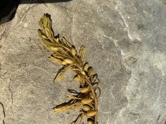 Caulocystis cephalornithos