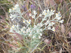 Rhodanthe polyphylla