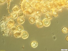 Trichia botrytis