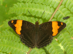 Adelpha boreas boreas