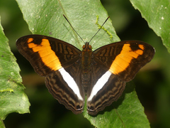 Adelpha cocala cocala