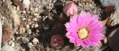 Mammillaria longiflora