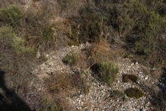 Cymbopogon marginatus