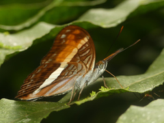 Adelpha cocala cocala