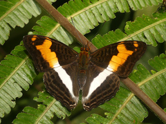 Adelpha fabricia