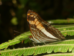 Adelpha fabricia