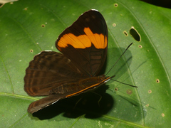 Adelpha irmina
