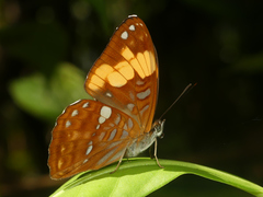 Adelpha irmina