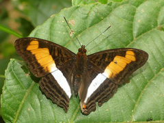 Adelpha plesaure phliassa