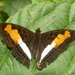 Adelpha plesaure phliassa - Photo (c) David Geale, some rights reserved (CC BY-NC), uploaded by David Geale