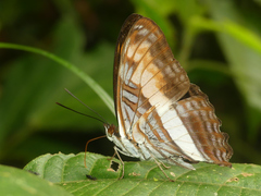 Adelpha plesaure phliassa