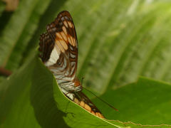 Adelpha thesprotia
