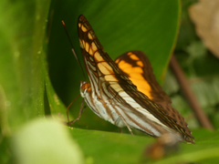 Adelpha thesprotia