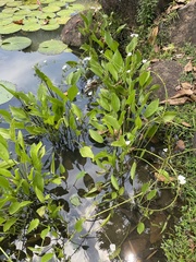 Echinodorus palifolius