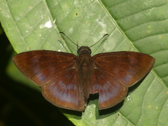 Anastrus petius
