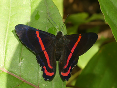 Ancyluris etias
