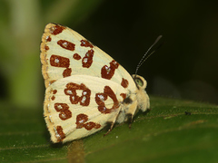 Anteros bracteata