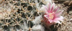 Mammillaria pseudocrucigera
