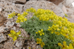 Draba sierrae