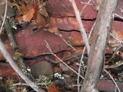 Crotalus intermedius