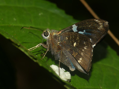 Astraptes enotrus