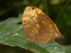 Bia actorion