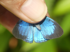 Caeruleuptychia divina