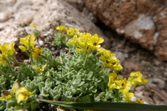 Draba sierrae