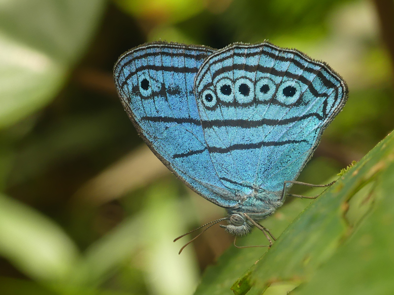 Caeruleuptychia divina