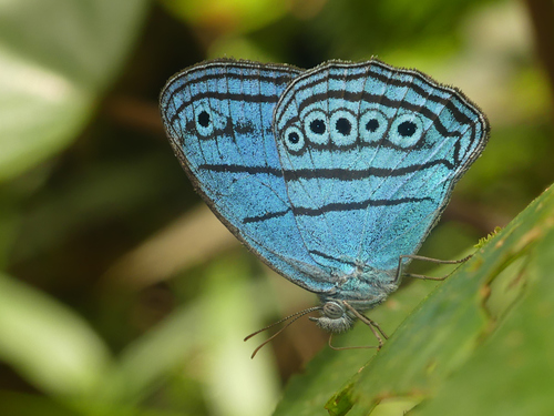 Caeruleuptychia divina · iNaturalist