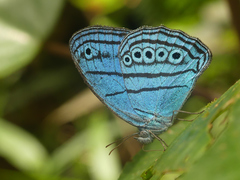 Caeruleuptychia divina