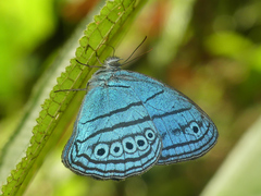 Caeruleuptychia divina
