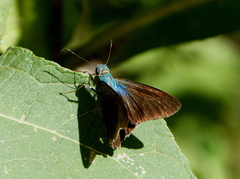 Telegonus
