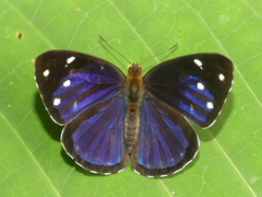 Dynamine gisella