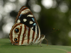 Dynamine gisella