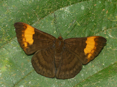 Emesis adelpha