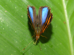 Epiphile orea