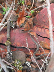 Crotalus intermedius