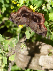 Achlyodes busirus heros