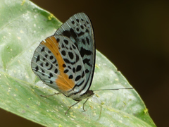 Eunica chlororhoa