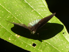 Eunica chlororhoa
