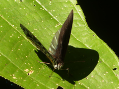 Eunica chlororhoa