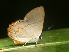 Euselasia ignitus