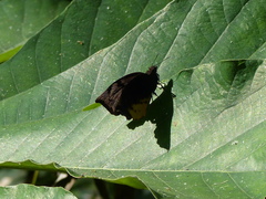 Achlyodes busirus heros