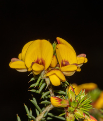 Pultenaea acerosa
