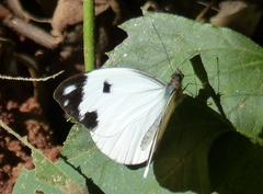 Pieriballia